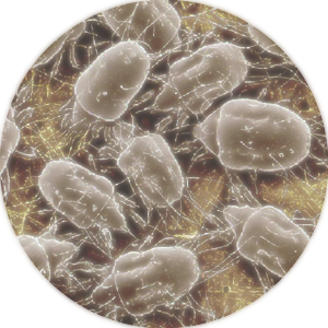 dust mite 2